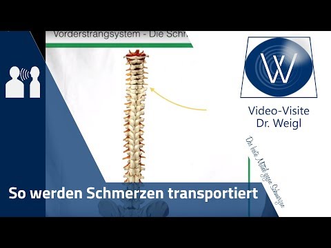 Was sind Schmerzen? Schmerz &amp; Schmerzweiterleitung: Vom Rückenmark bis Gehirn | Schmerz verstehen