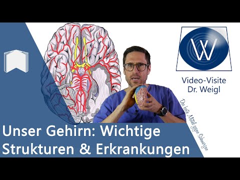 Das Gehirn: Aufbau &amp; Funktion - 6 häufige Erkrankungen von Alzheimer über Epilepsie bis Schlaganfall