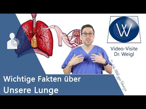 Unsere Lunge: Anatomie, Aufbau &amp; die Physiologie der Atmung verstehen - Wichtige Lungenerkrankungen