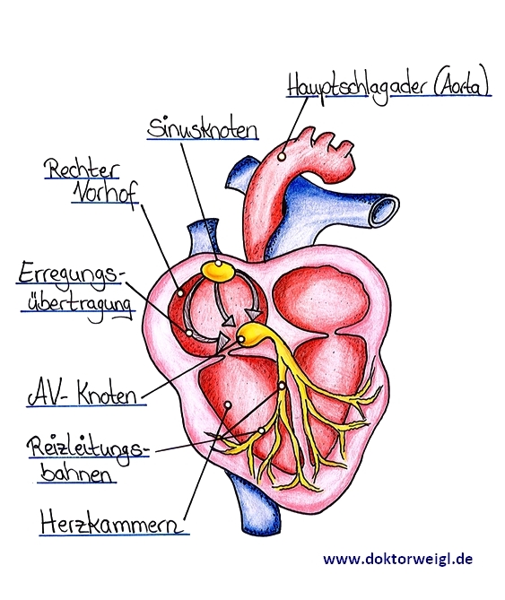 An linken brust der brennen Stechen und