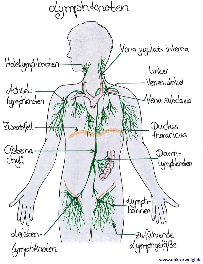 Ohr lymphknoten hinterm Knoten unterm