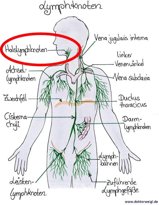 Hals am einseitig lymphknoten dicker Geschwollene, schmerzende