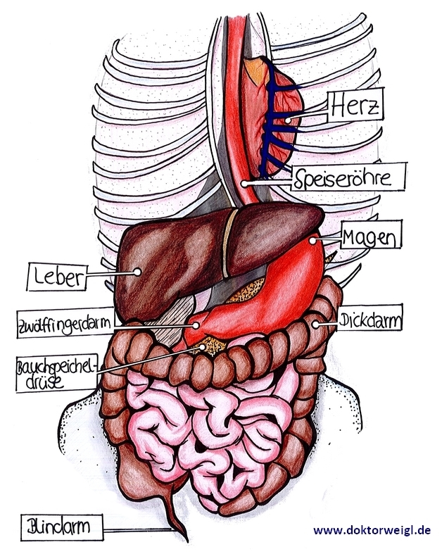 Knoten innere schamlippe schmerzen