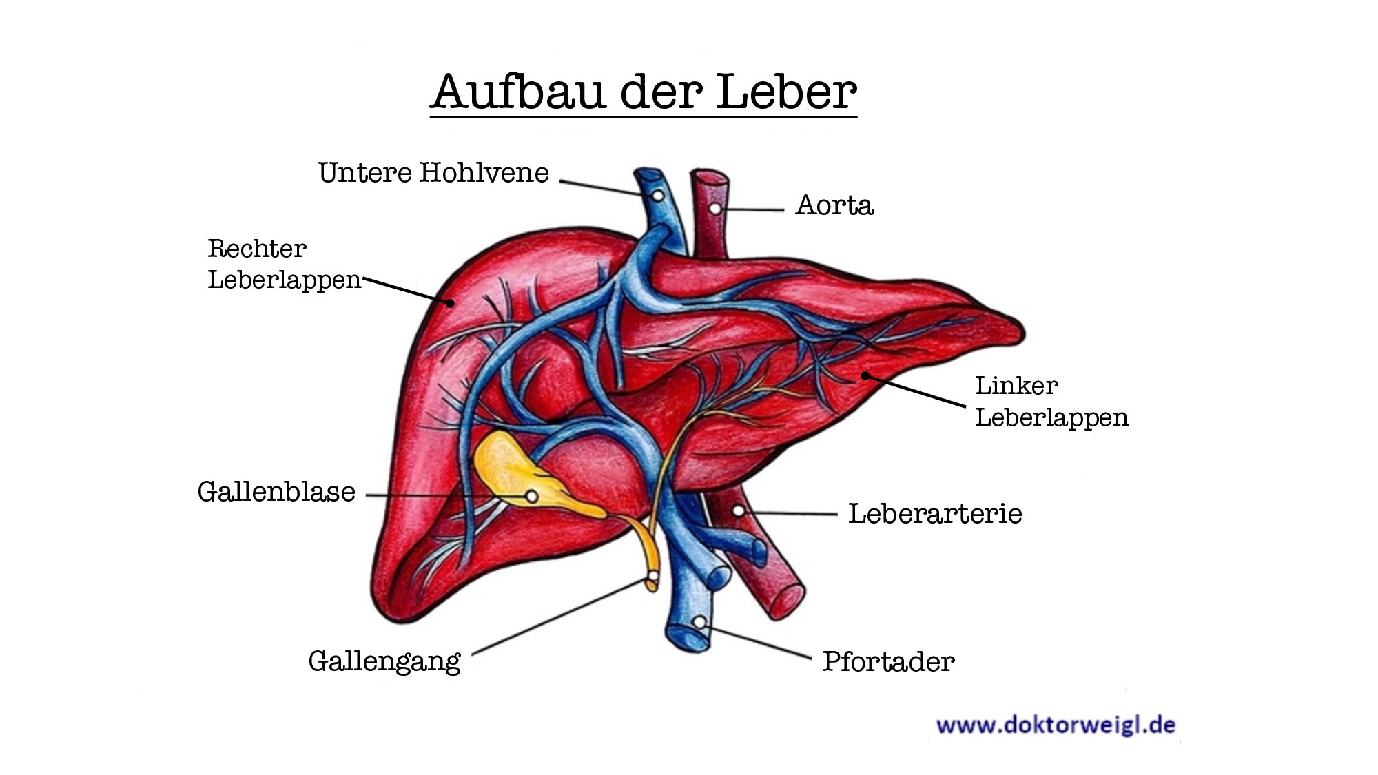 DoktorWeigl erklärt Die Leber – Sie reguliert Stoffwechselvorgänge und ...
