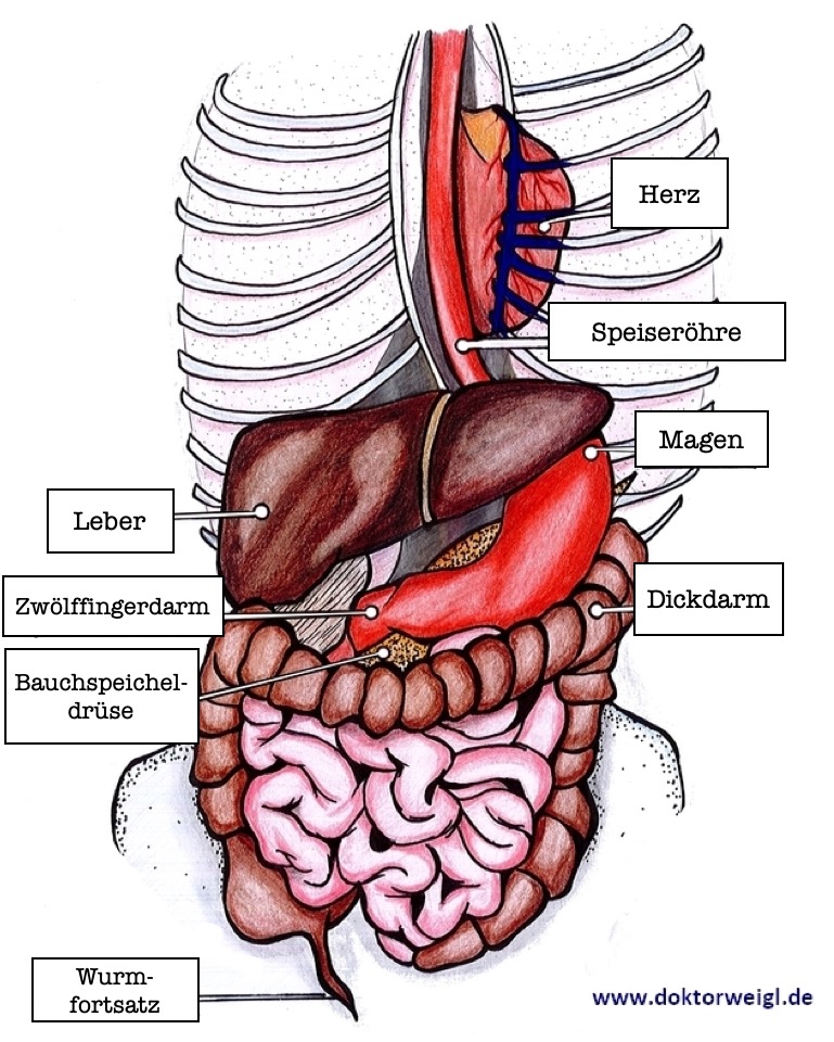 Organe im Bauch; der Magen liegt im linken Oberbauch (ist hier rot zu sehen...