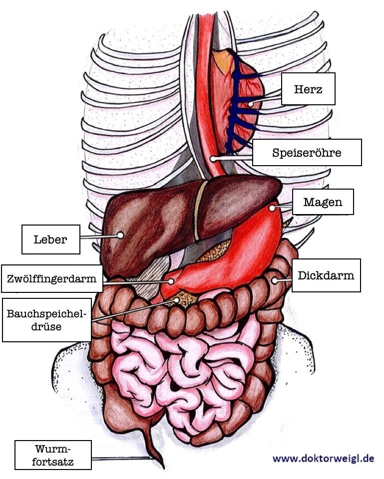 DoktorWeigl erklärt Unser Magen - Er speichert Nahrung, verd