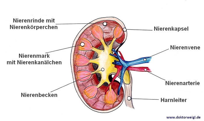Aufbau einer Niere im Querschnitt
