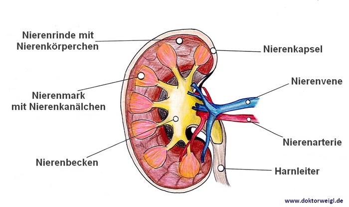 diabetes insipidus renalis ursache