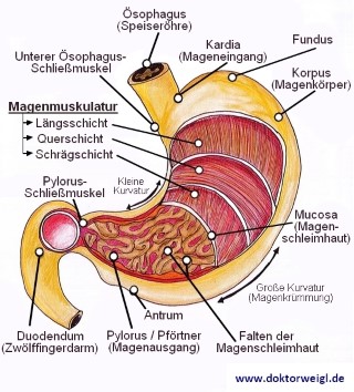 Zusammen pantoprazol und ibuprofen DoktorWeigl erklärt