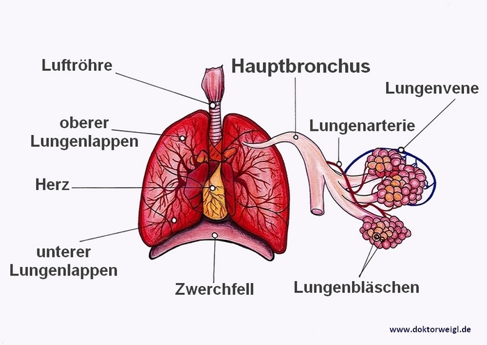 https://www.doktorweigl.de/wp-content/uploads/2019/10/Lunge.jpg