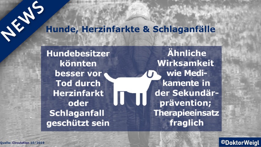 DoktorWeigl erklärt Hunde verringern Schlaganfall oder Herzinfarktrisiko