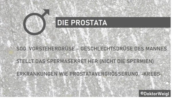 DoktorWeigl erklärt Die Prostata – welche Funktion hat die