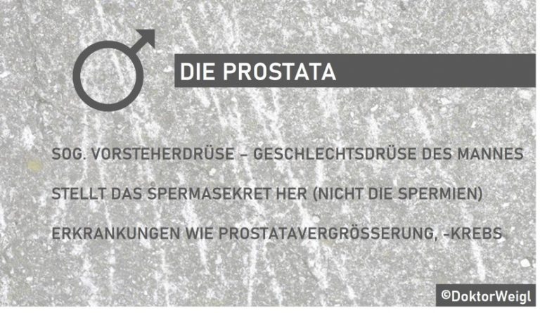 DoktorWeigl erklärt Die Prostata – welche Funktion hat die Vorsteherdrüse und wie gefährlich ...