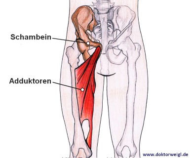 Ertasten schambein Schmerzen schambein